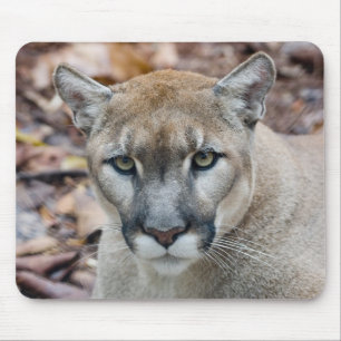 Cougar, mountain lion, Florida panther, Puma Mouse Mat