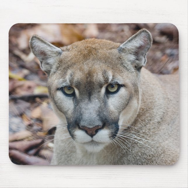 Cougar, mountain lion, Florida panther, Puma Mouse Mat (Front)