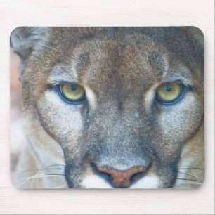Cougar, mountain lion, Florida panther, Puma Mouse Mat