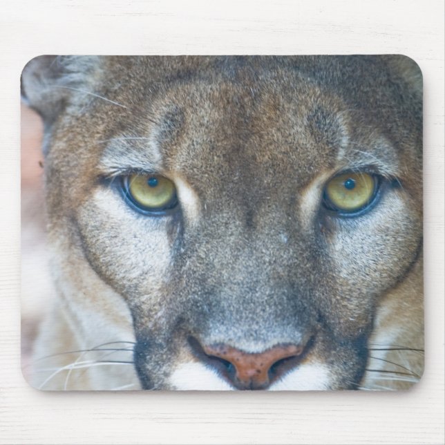 Cougar, mountain lion, Florida panther, Puma Mouse Mat (Front)