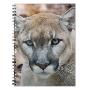 Cougar, mountain lion, Florida panther, Puma Notebook