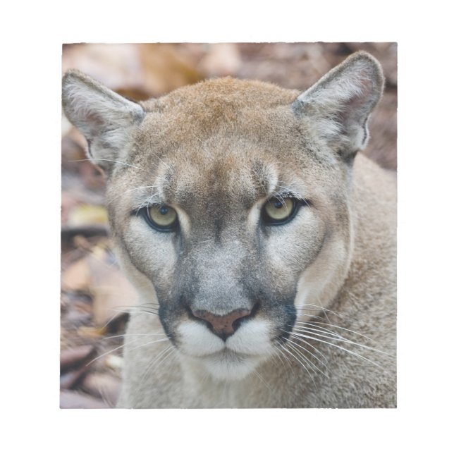 Cougar, mountain lion, Florida panther, Puma Notepad (Front)