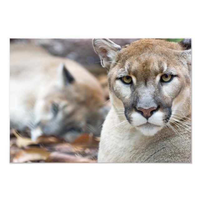 Cougar, mountain lion, Florida panther, Puma Photo Print (Front)