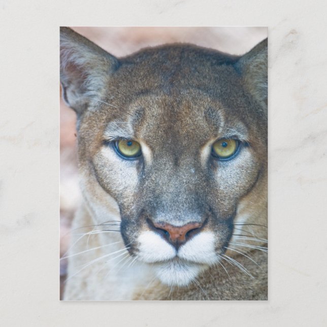 Cougar, mountain lion, Florida panther, Puma Postcard (Front)
