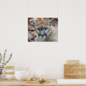 Cougar, mountain lion, Florida panther, Puma Poster (Kitchen)