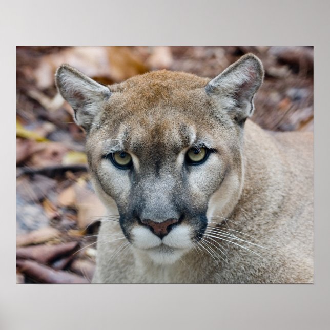 Cougar, mountain lion, Florida panther, Puma Poster (Front)