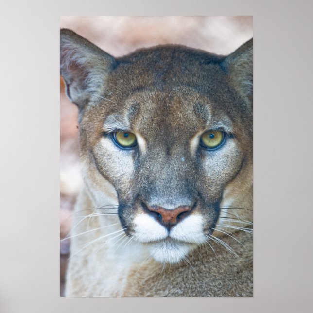 Cougar, mountain lion, Florida panther, Puma Poster (Front)