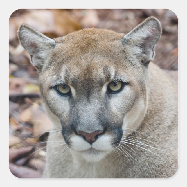 Cougar, mountain lion, Florida panther, Puma Square Sticker (Front)