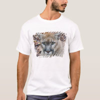 Cougar, mountain lion, Florida panther, Puma