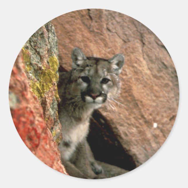 Cougar - Mountain Lion Photo Classic Round Sticker (Front)