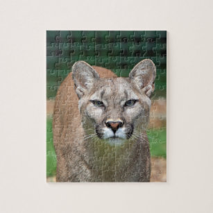 Cougar, Mountain Lion photo jigsaw puzzle
