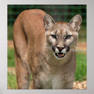 Cougar, mountain lion poster
