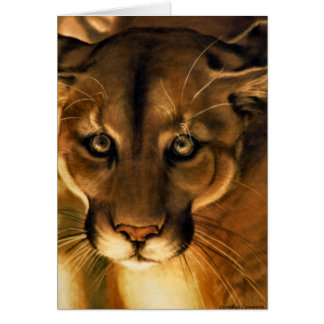 Cougar - Mountain Lion - Puma