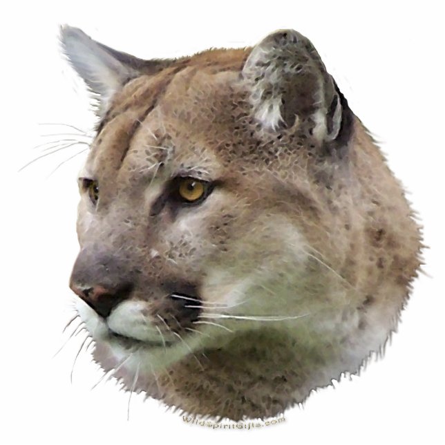COUGAR MOUNTAIN LION (sculpted) Wildlife Gift Photo Sculpture Magnet (Front)