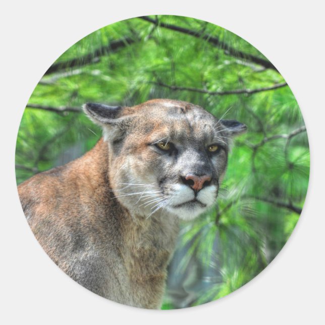 Cougar Mountain Lion & Summer Pines Wildlife Image Classic Round Sticker (Front)
