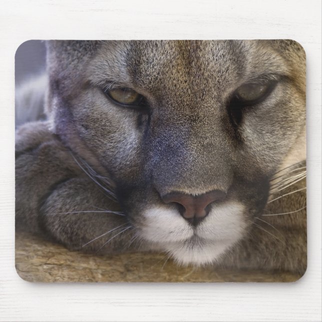 Cougar Mouse Mat (Front)