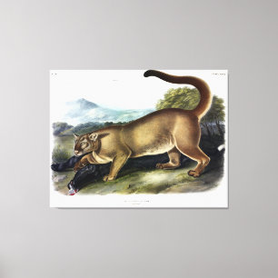 Cougar, or Puma, Panther, Mountain Lion, Catamount Canvas Print