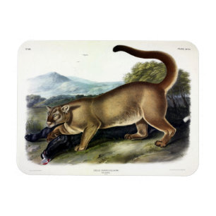 Cougar, or Puma, Panther, Mountain Lion, Catamount Magnet
