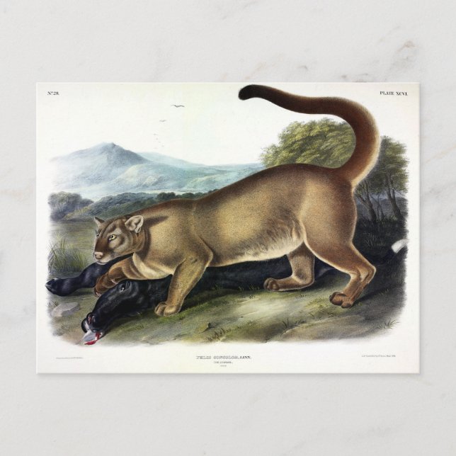 Cougar, or Puma, Panther, Mountain Lion, Catamount Postcard (Front)