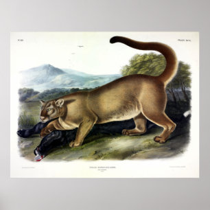 Cougar, or Puma, Panther, Mountain Lion, Catamount Poster