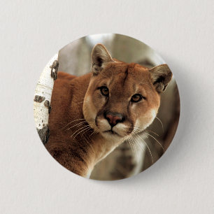 Cougar Photograph 6 Cm Round Badge