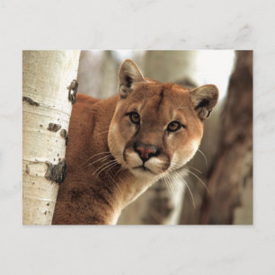Cougar Photograph Postcard