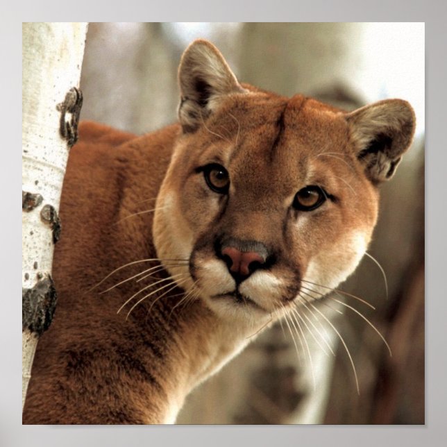 Cougar Photograph Poster (Front)