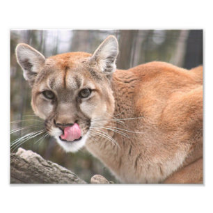 Cougar Photography Print