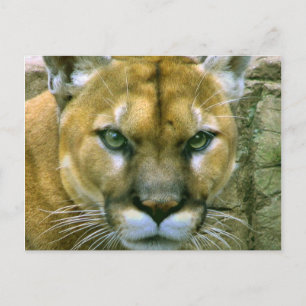 Cougar Postcard