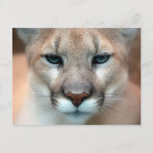 Cougar Postcard