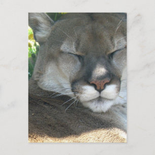 Cougar Postcard
