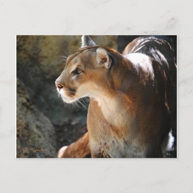 Cougar Postcard (Front)