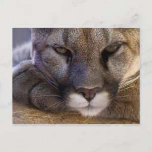 Cougar Postcard
