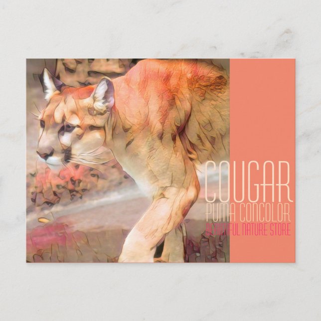 Cougar [Postcard] Postcard (Front)