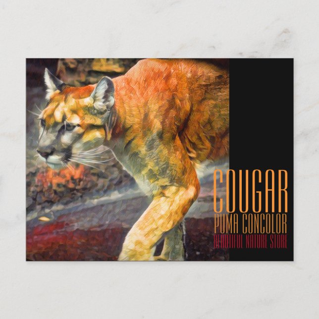 Cougar [Postcard] Postcard (Front)