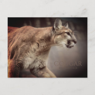 Cougar：Postcard Postcard