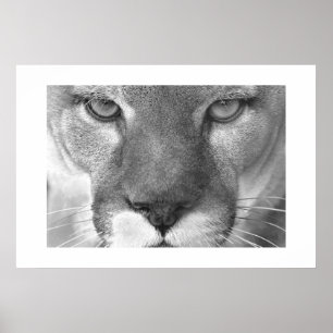 Cougar Poster