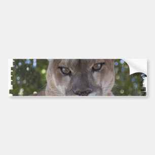 Cougar Pounce Bumper Sticker