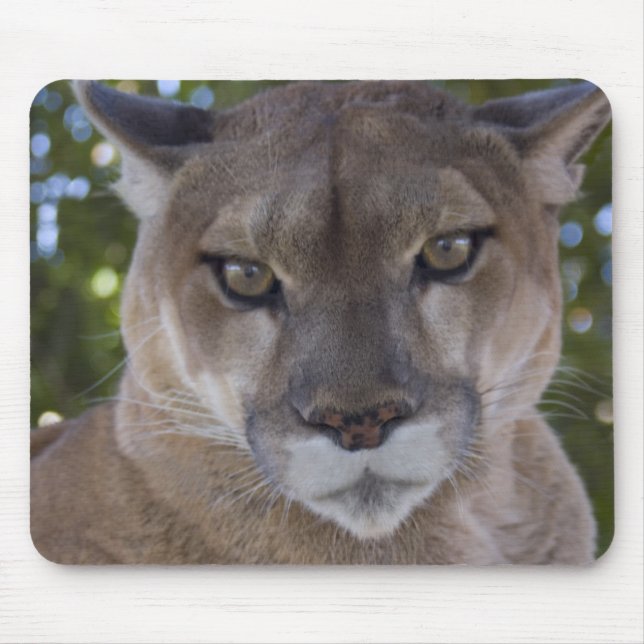 Cougar Pounce Mouse Pad (Front)