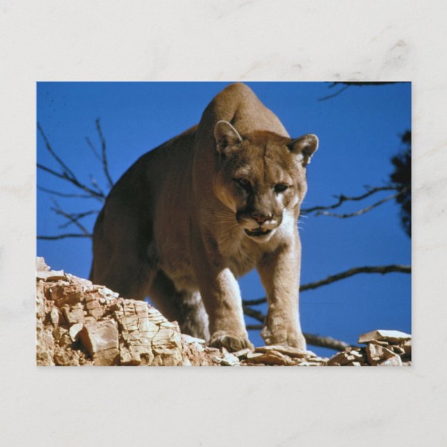 Cougar (Puma Concolor) Photography Postcard (Front)