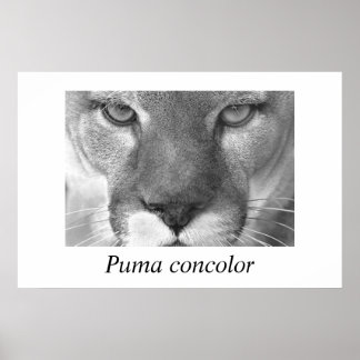 Cougar- Puma concolor Poster