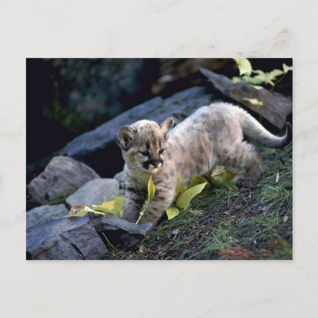 Cougar-six week old cub postcard (Front)