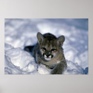 Cougar-small cub on snow poster