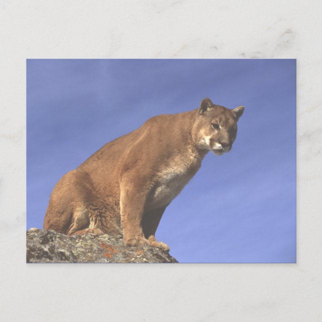 Cougar Watch Postcard (Front)