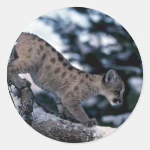 Cougar-young cub in snowy tree classic round sticker