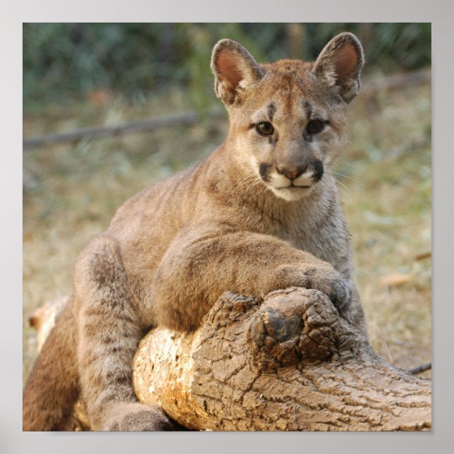 cougarCub4-10x10 Poster (Front)
