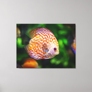 coulerful fish canvas print