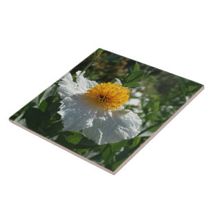 Coulter's Matilija Poppy Tile