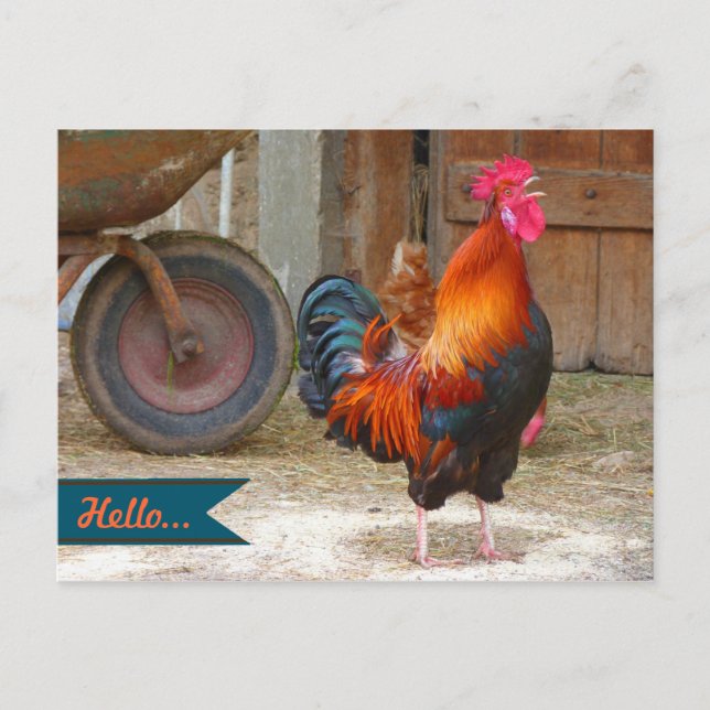 Country Barnyard Rooster Photography Postcard (Front)