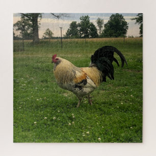 Country Chicken On the Farm Photo Jigsaw Puzzle